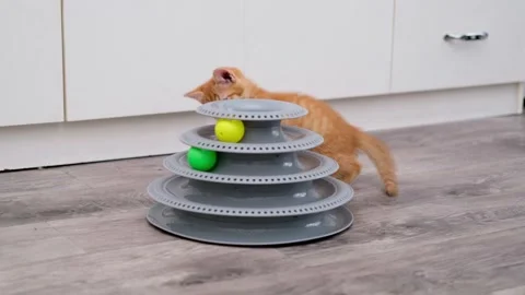 Cute Red Kitten Playing With Ball Видео 276599433