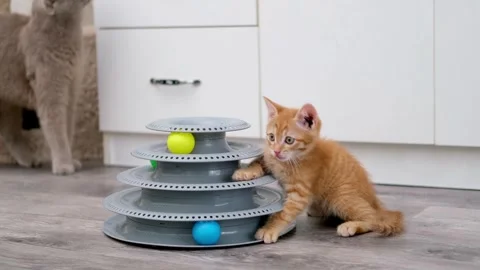 Cute Red Kitten Playing With Ball Stock-Footage 276641641