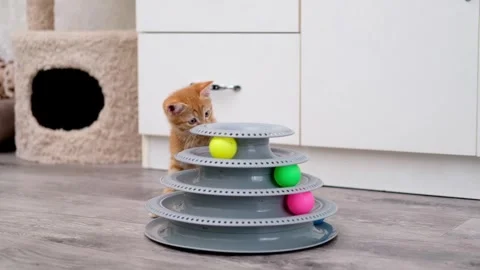 Cute Red Kitten Playing With Ball Video stock 277526529