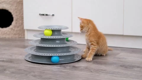 Cute Red Kitten Playing With Ball Stock Footage 278510246