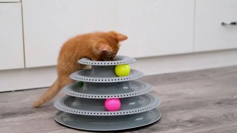Cute Red Kitten Playing With Ball Video stock 279803016