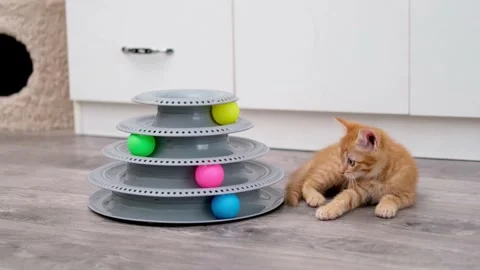 Cute Red Kitten Playing With Ball 動画素材 280820778