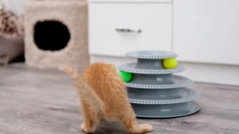 Cute Red Kitten Playing With Ball 動画素材 287435562