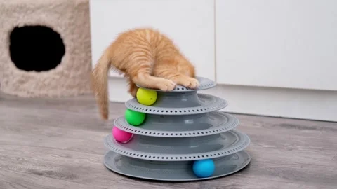 Cute Red Kitten Playing With Ball Video stock 288192557