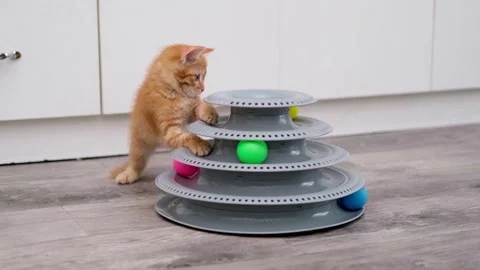 Cute Red Kitten Playing With Ball Stock-Footage 289388810