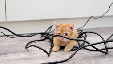 Cute Red Kitten Playing With Black Wires Stockbeeldmateriaal 275801288