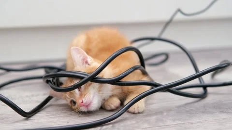 Cute Red Kitten Playing With Black Wires Stock-Footage 276250098