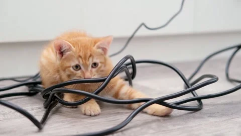 Cute Red Kitten Playing With Black Wires Stock Footage 276641033