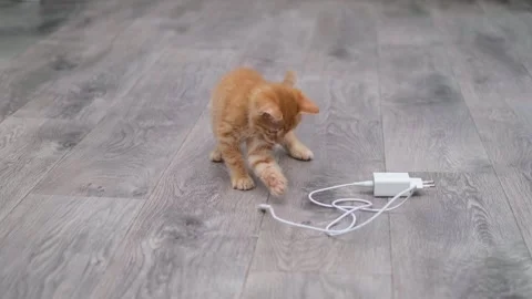 Cute red kitten playing with a wire on the floor Vídeos de archivo 276600329