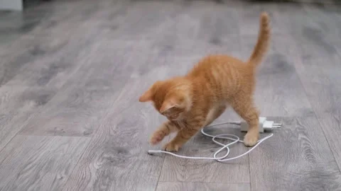 Cute red kitten playing with a wire on the floor Stockbeeldmateriaal 277527133