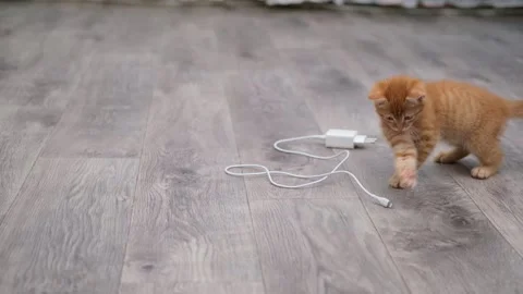 Cute red kitten playing with a wire on the floor Stock Footage 277693464