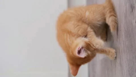 Cute Red Kitten Sitting On The Floor And Licking Her Paw Video stock 276652331