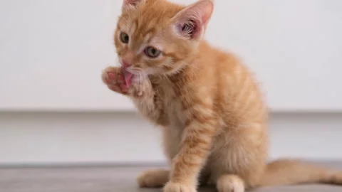 Cute Red Kitten Sitting On The Floor And Licking Her Paw Stock-Footage 277527348
