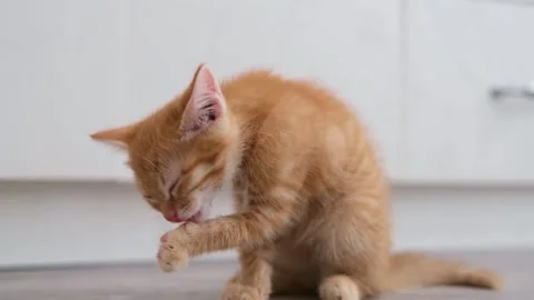 Cute Red Kitten Sitting On The Floor And Licking Her Paw Stock Footage 277694705