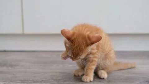 Cute Red Kitten Sitting On The Floor And Licking Her Paw Vídeo Stock 280105929
