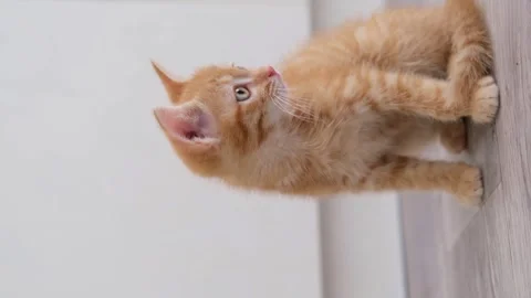 Cute Red Kitten Sitting On The Floor And Licking Her Paw 動画素材 280105930