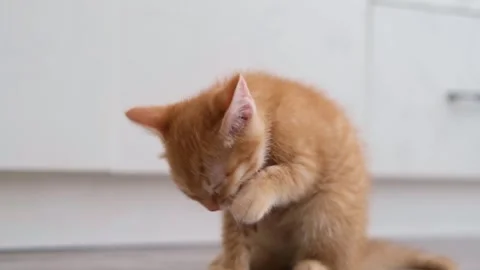 Cute Red Kitten Sitting On The Floor And Licking Her Paw Stockbeeldmateriaal 281814511
