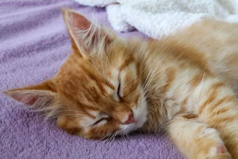 Cute red kitten sleeping on a soft blanket Stock Photos