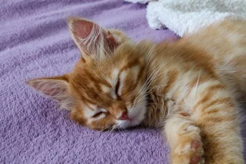 Cute red kitten sleeping on a soft blanket Stock Photos