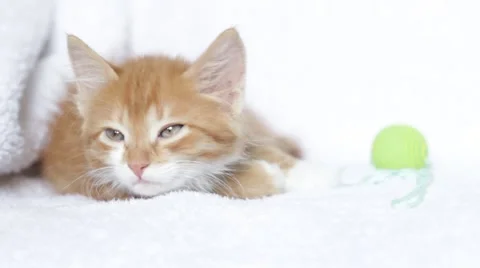 Cute red kitten sleeping on a white fluffy blanket Stock Footage 53808630