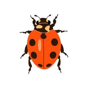 Cute red ladybug with black spots top view vector illustration isolated on wh Stock Illustration