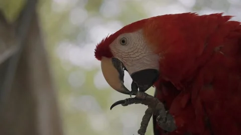 Cute red macaw parrot biting and cleaning own legs in slow motion,close up 스톡 동영상 158303592