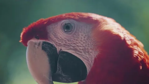 Cute Red Macaw Parrot Found In A Natural Forest Background - close up Stock Footage 156586248