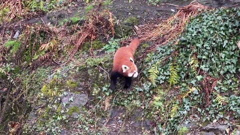 The cute Red Panda. Beautiful funny animal. Stock video clip. 4K Stock Footage 236406488