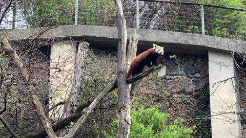 The cute Red Panda. Beautiful funny animal. Stock video clip. 4K Stock Footage 236406596