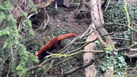 Red panda funny on sale video