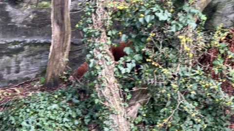 The cute Red Panda. Beautiful funny animal. Stock video clip. 4K Vidéo 236407785