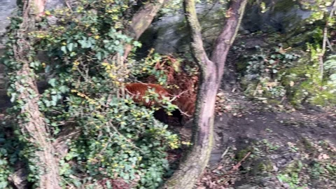 The cute Red Panda. Beautiful funny animal. Stock video clip. 4K Видео 236407980