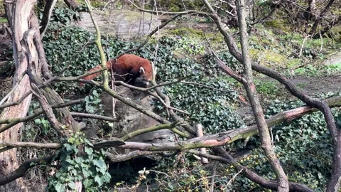 The cute Red Panda. Beautiful funny animal. Stock video clip. 4K 库存影片 236408569
