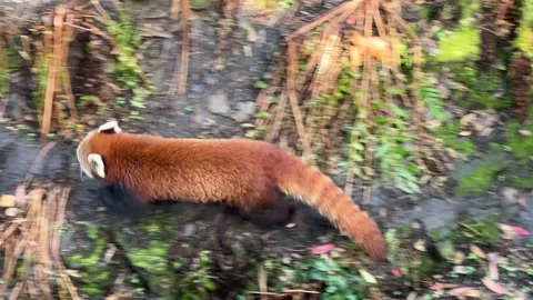 The cute Red Panda. Beautiful funny animal. 4K video clip. Stock Footage 236408570