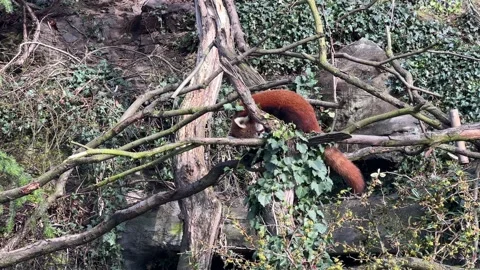 The cute Red Panda. Beautiful funny animal. Stock video clip. 4K Stockbeeldmateriaal 236408746