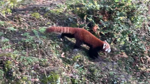 The cute Red Panda. Beautiful funny animal. Stock video clip. 4K Stock Footage 236409002