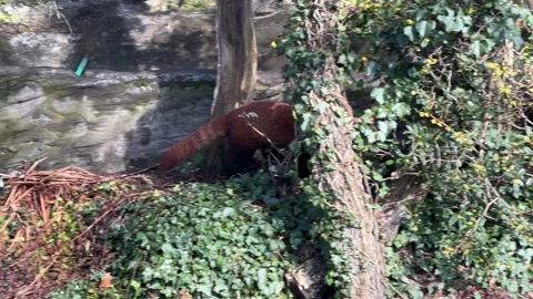 The cute Red Panda. Beautiful funny animal. Stock video clip. 4K Stock Footage 236409354