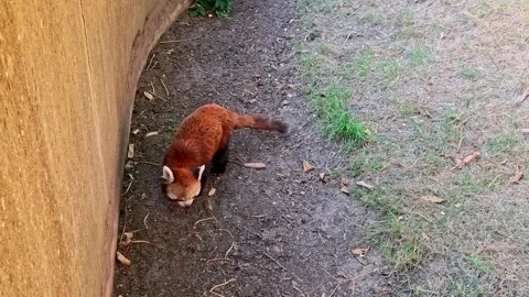 Cute red panda Video stock 313810502