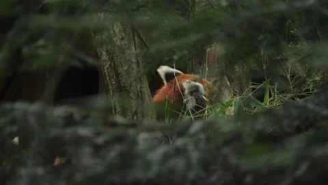 Cute Red Panda Head and Ears Seen Through Dense Vegetation 動画素材 228670223