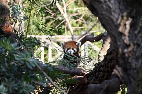 A cute red panda hide behind the bamboo leaves in the zoo Stock Photos