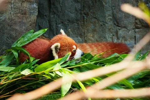 Cute red panda laying down Stock Photos