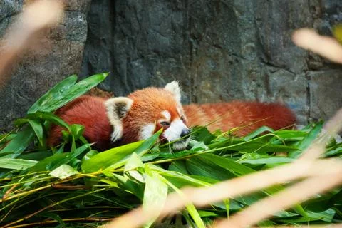 Cute red panda laying down Stock Photos