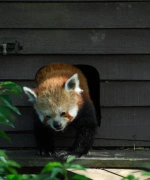A cute Red Panda leaving it's tree house Stock Photos