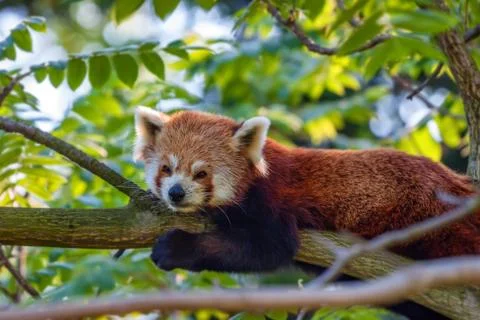 Cute red panda or Ailurus fulgens on tree Foto stock
