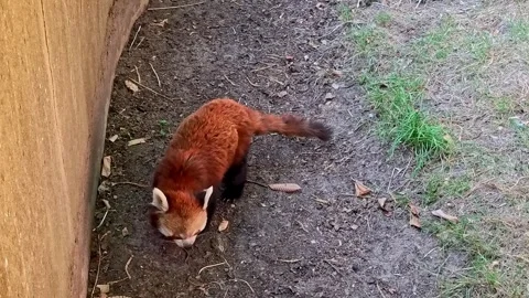 Cute red panda. Panning shot Video stock 313810764