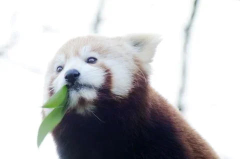 Cute red panda Stock Photos