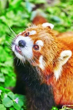 Cute Red Panda. Stock Photos