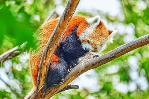 Cute Red Panda. Stock Photos