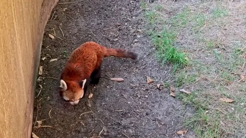 Cute red panda. Pull back shot Stock-Footage 313810541