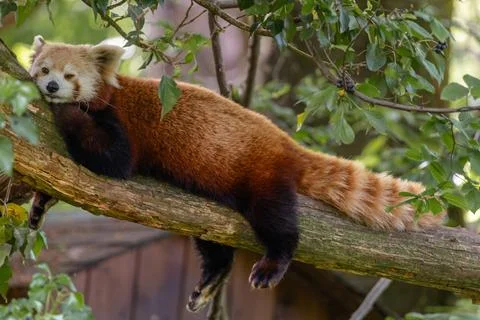 Cute red panda relaxing on a tree branch with fluffy tail Stock Photos